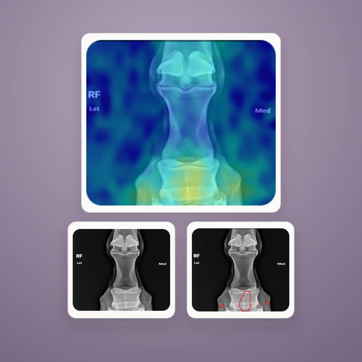 Radiographie équine, carte de chaleur et contours de détection issus de l’étude Delara Vision